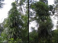 Albums/20060200-New Zealand 2006/20060205-Greymouth_Punakaiki/11